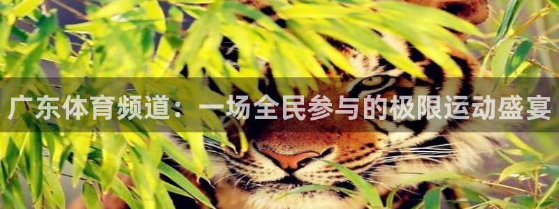 绿茵足球直播晚晚：广东体育频道：一场全民参与的极限运动盛宴